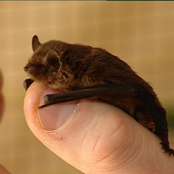 zusatzbild fledermaus 2 zusatzbild fledermaus 2