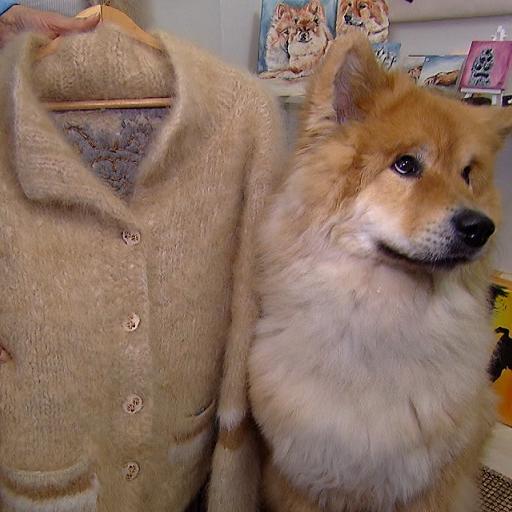 Tiergeschichten1 - VOX - Schmuck und Kleidung aus Tierhaaren Tiergeschichten1 - VOX - Schmuck und Kleidung aus Tierhaaren
