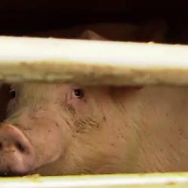 Tiergeschichten3 - VOX - Schweinetransport 1 Tiergeschichten3 - VOX - Schweinetransport 1