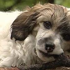 chinese crested dogs1