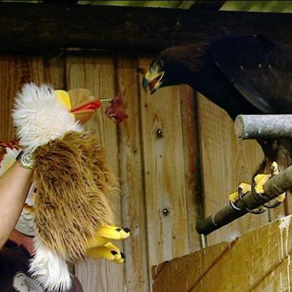 gpwundsiedel baby-adler gpwundsiedel baby-adler