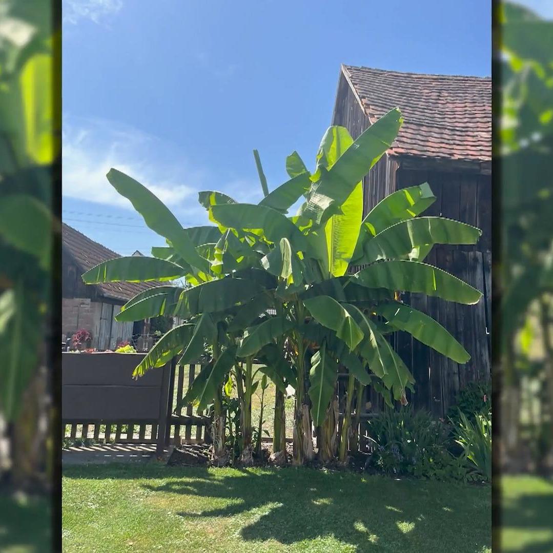 Bananenstauden brauchen Platz Bananenstauden brauchen Platz