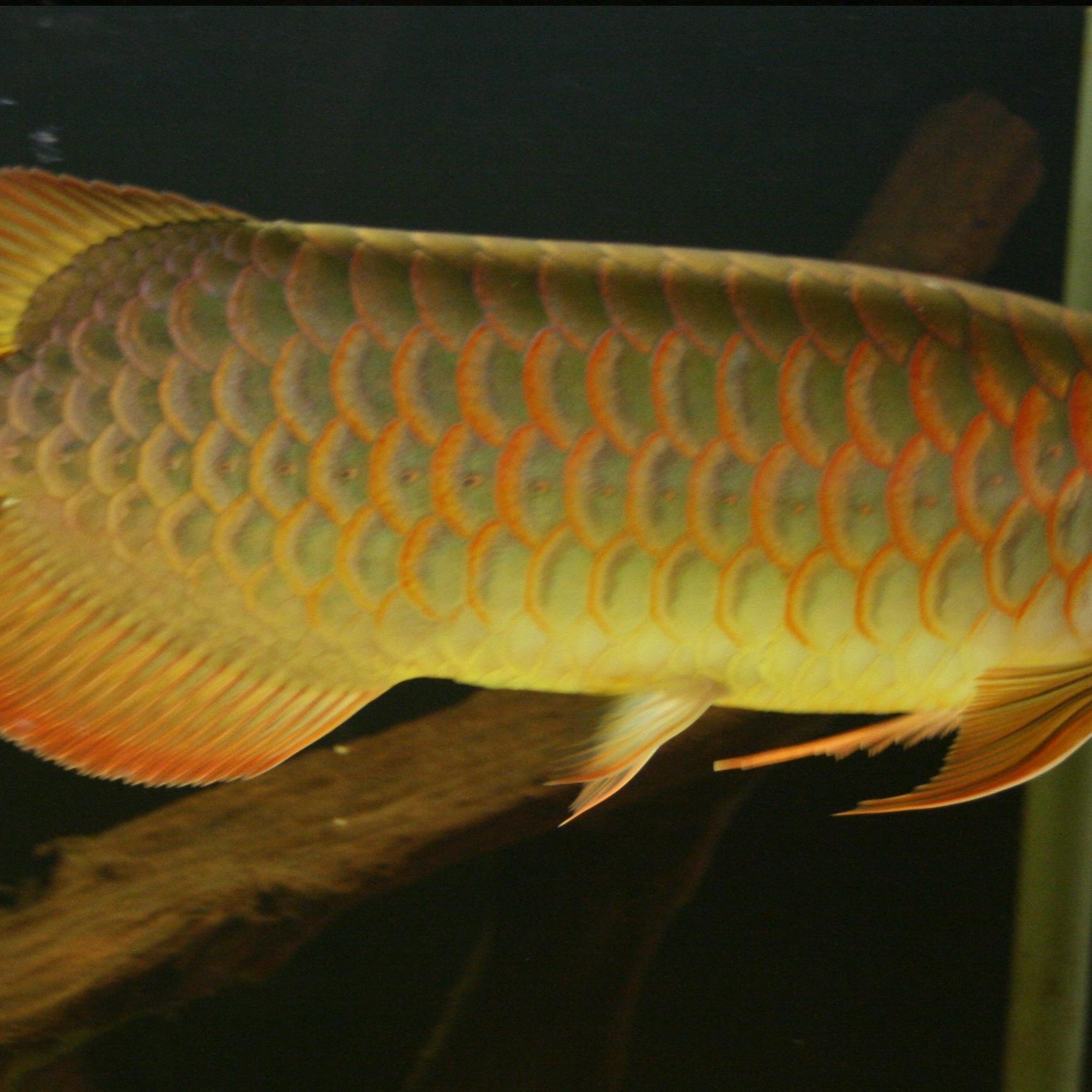 Tiergeschichten 1 - Drachenfisch