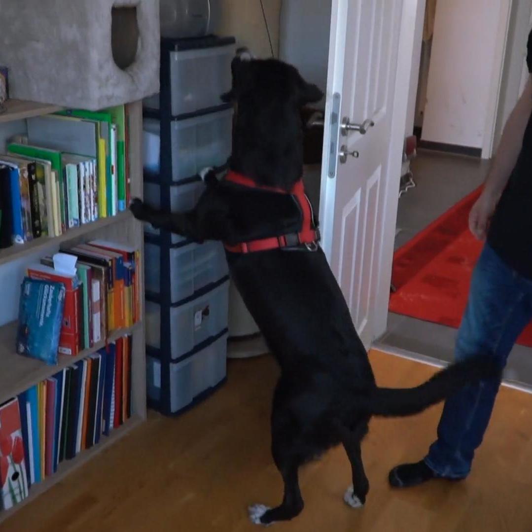 Theo steht nicht auf seine tierischen Mitbewohner Theo steht nicht auf seine tierischen Mitbewohner