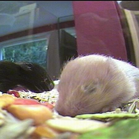 tiergeschichten2 tiergeschichten2