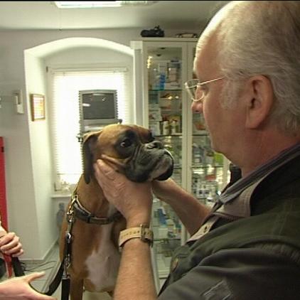sprechstunde2 drwolf mit boxerhündin sprechstunde2 drwolf mit boxerhündin