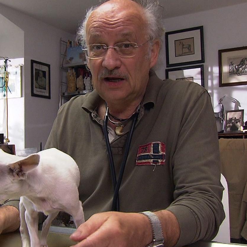 Sprechstunde Dr. Wolf und Chihuahua mit Ataxie (1) Sprechstunde Dr. Wolf und Chihuahua mit Ataxie (1)