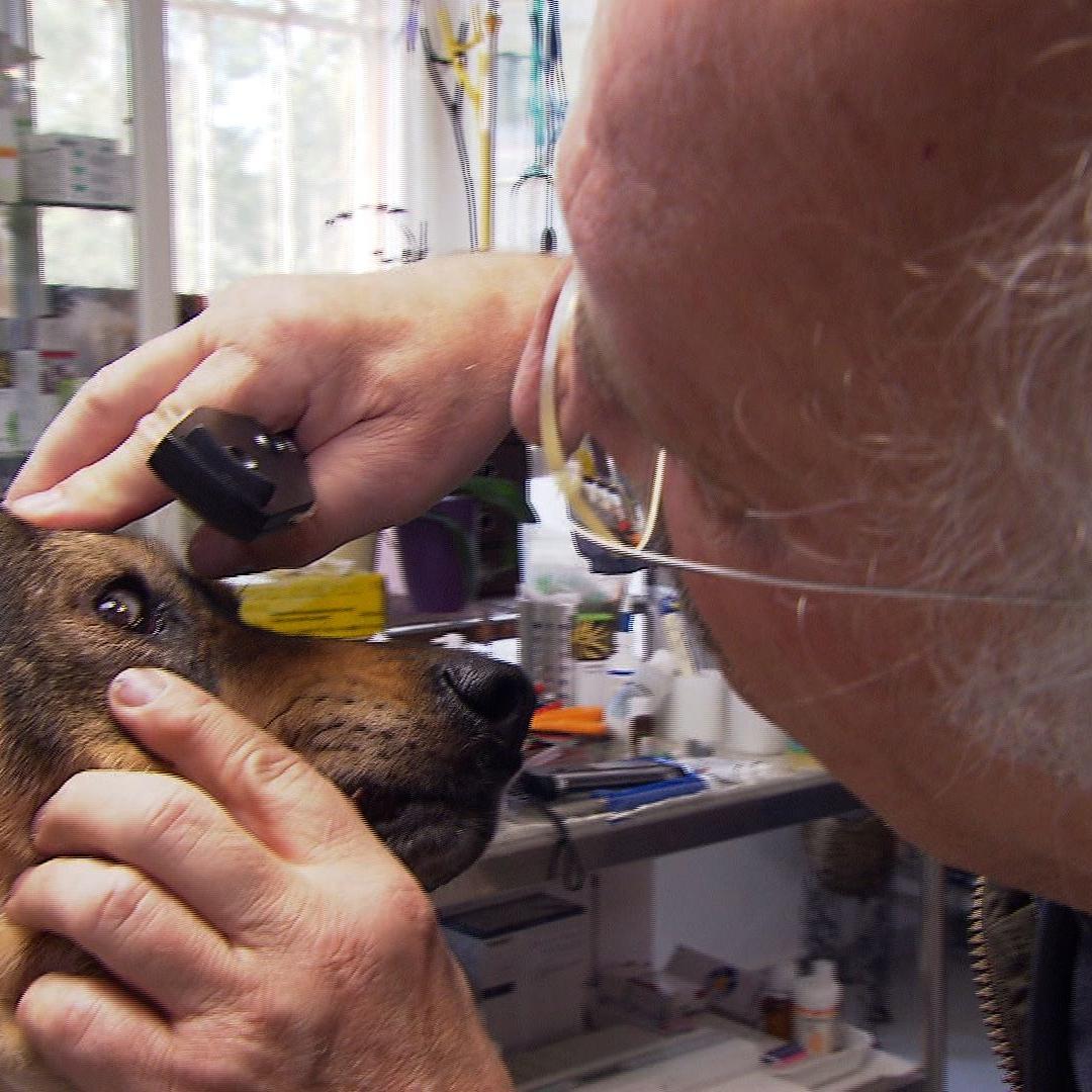 Sprechstunde - VOX - Dr. Wolf behandelt blinden Hund aus dem Tierschutz Sprechstunde - VOX - Dr. Wolf behandelt blinden Hund aus dem Tierschutz