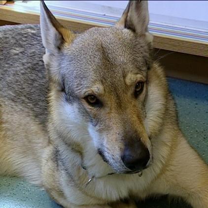 th stuttgart hund wolf th stuttgart hund wolf