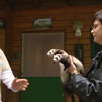 tiergeschichten1 a2 tiergeschichten1 a2