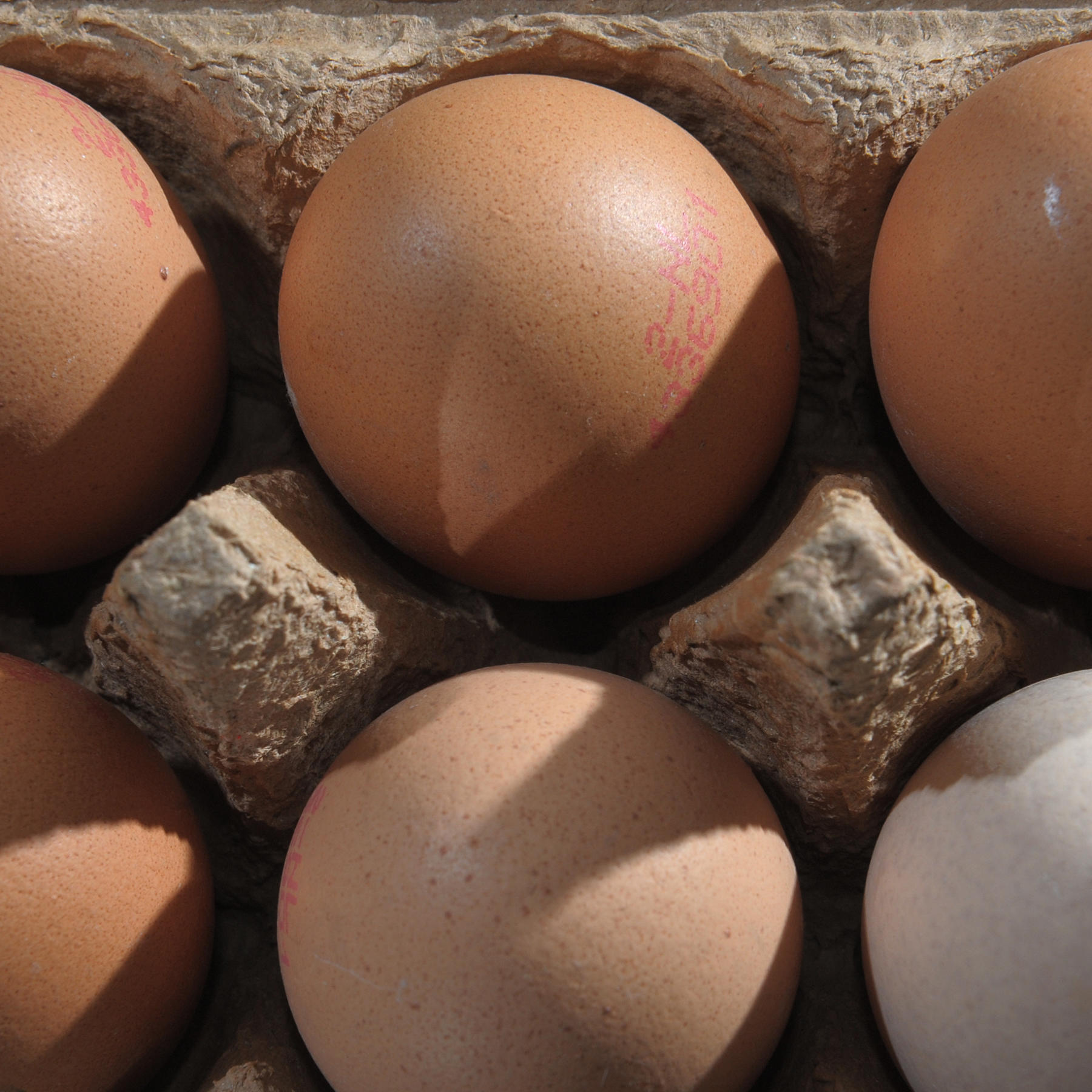 Eier aus Bodenhaltung