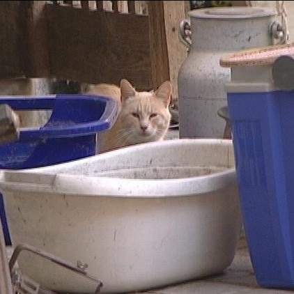 tiergeschichten3 Katze im Germpel tiergeschichten3 Katze im Germpel