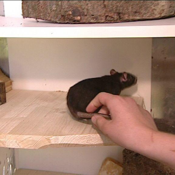 tiergeschichten2 a2 tiergeschichten2 a2