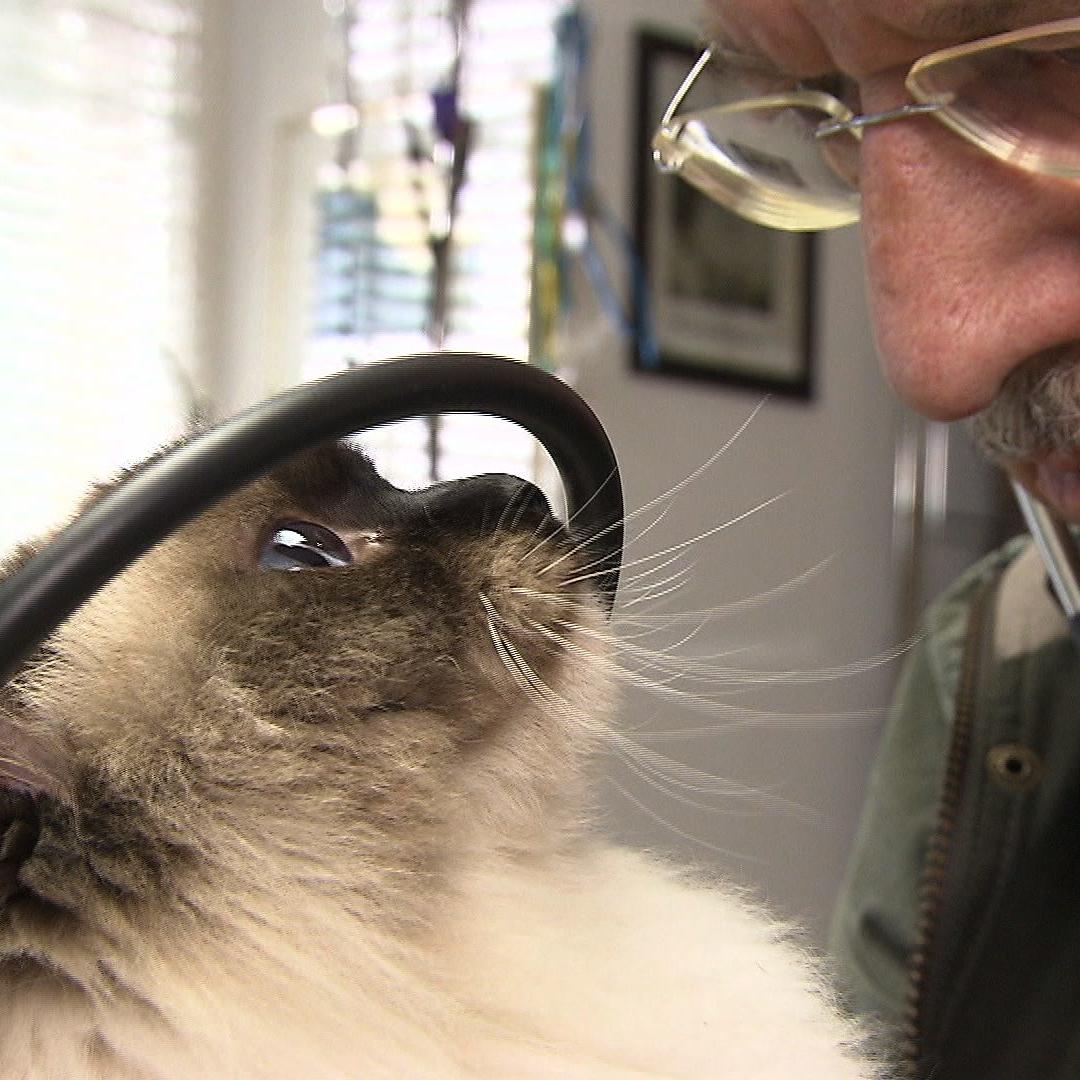 Sprechstunde - VOX - Dr. Wolf und Katze mit Asthma