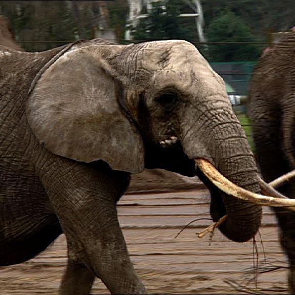 safaripark stukenbrock Elefant safaripark stukenbrock Elefant