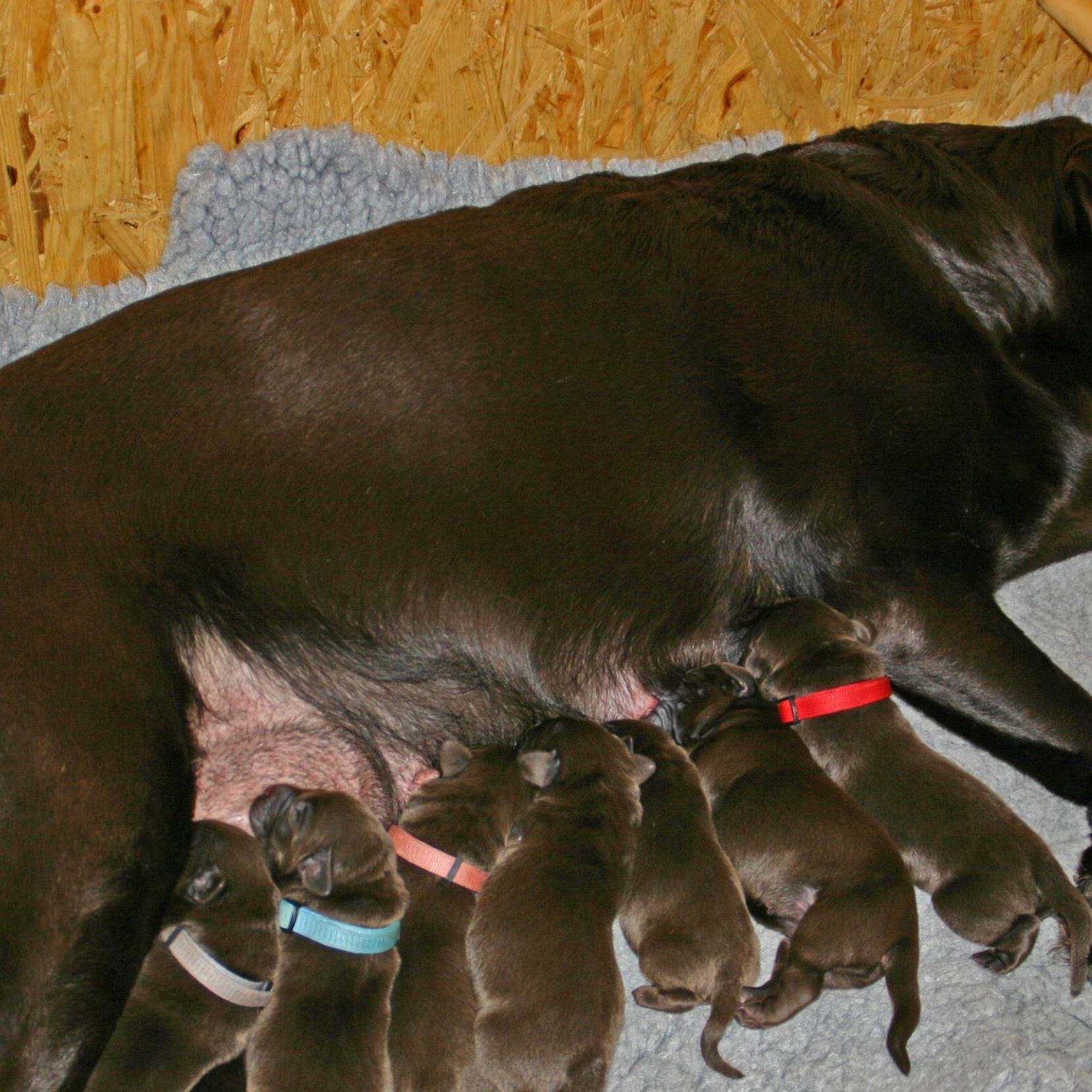 Blindenhund 1.jpg