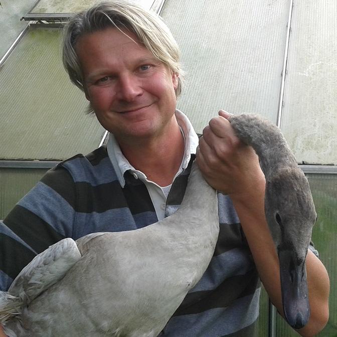 Tiere in Not - VOX-DOCMA TV - Hckerschwan Max leidet an Kippflgeln. Wird Frank Weber dem flugunfhigen Tier helfen knnen.. Tiere in Not - VOX-DOCMA TV - Hckerschwan Max leidet an Kippflgeln. Wird Frank Weber dem flugunfhigen Tier helfen knnen..