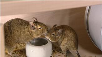 Kennen Sie Degus?