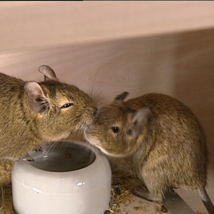 tiergeschichten1 degu-pärchen tiergeschichten1 degu-pärchen