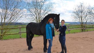 Blinder Hengst beim Dressurreiten