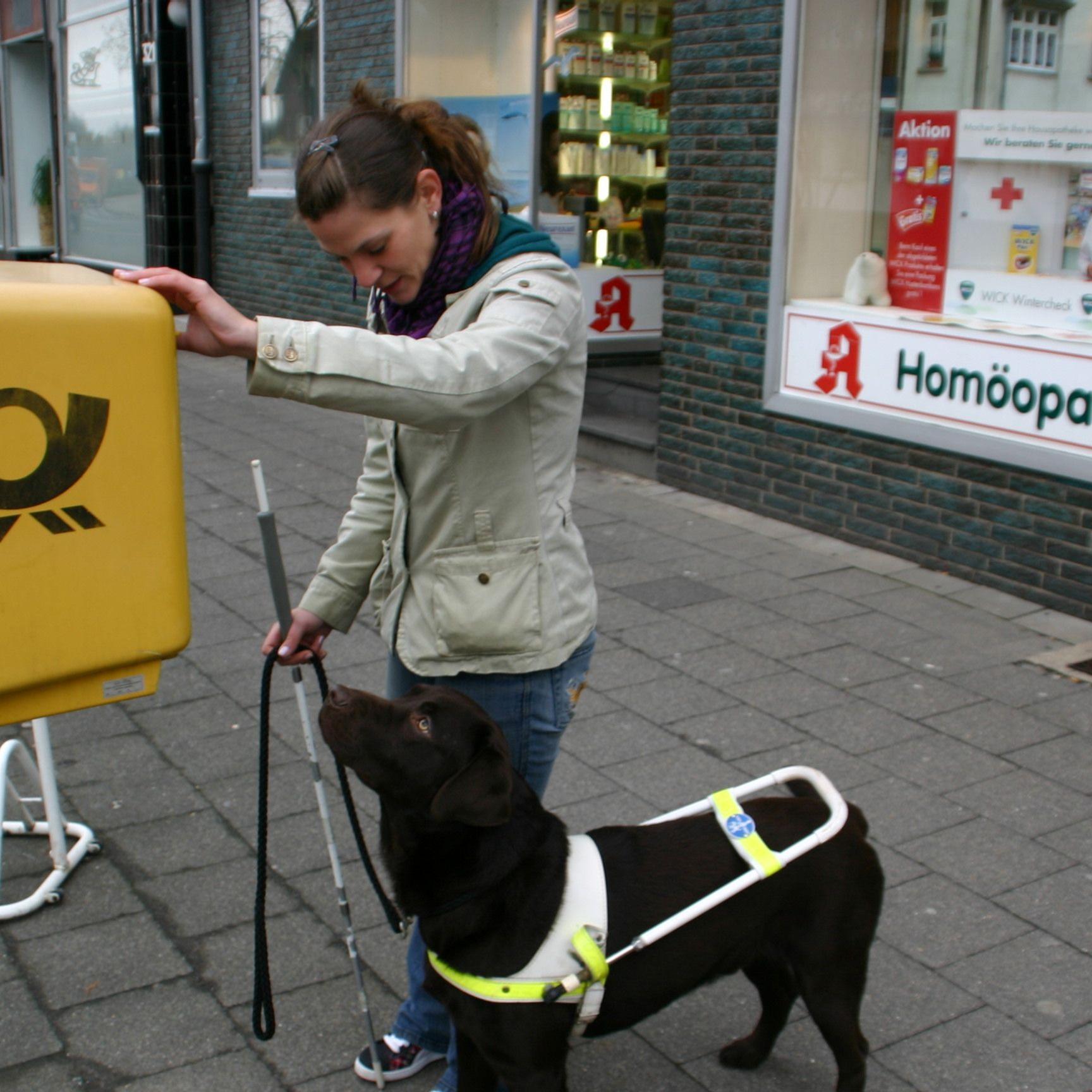 Blindenhund 1.jpg