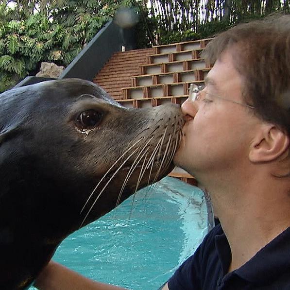 Tiergeschichten3 - VOX-DOCMA TV - Dr. Matthias Reinschmidt bei den Seelwen