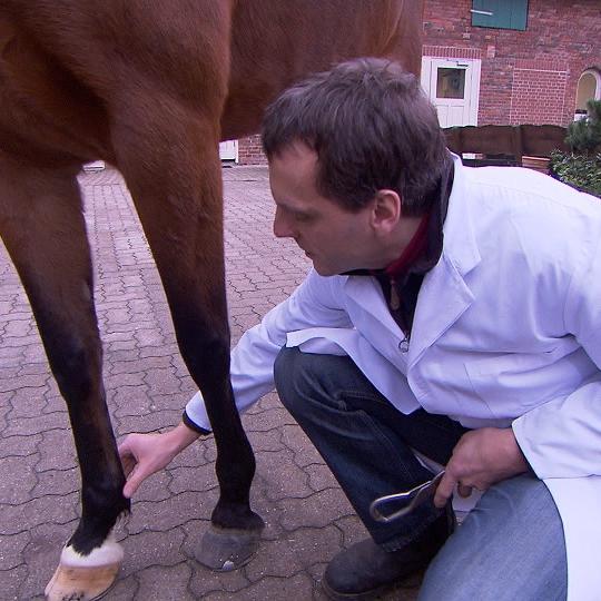 Tiergeschichten3 - VOX-DOCMA TV - Pferd Bluemarin wird von Dr. Allmers untersucht Tiergeschichten3 - VOX-DOCMA TV - Pferd Bluemarin wird von Dr. Allmers untersucht