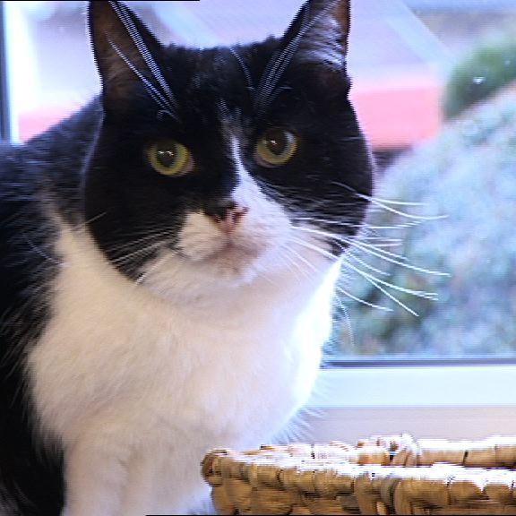 Katzentherapeutin Finchen Katzentherapeutin Finchen