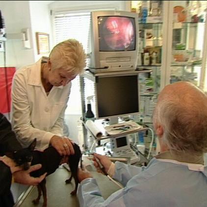 sprechstunde1 dr wolf untersucht hund mit kamera