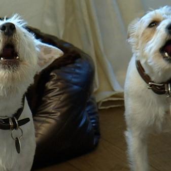 hundeprofi a2 hundeprofi a2