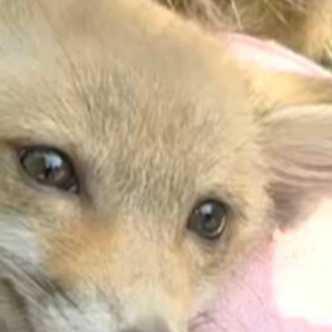 sprechstunde2 fuchs close sprechstunde2 fuchs close