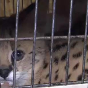 Vorschau3 - VOX - Dr. Wolf impft wilden Serval Vorschau3 - VOX - Dr. Wolf impft wilden Serval