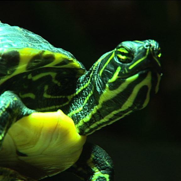 hkm schildkroeten 8 hkm schildkroeten 8