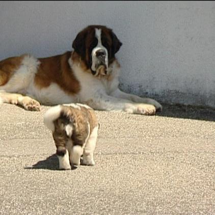 tiergeschichten1 a2 tiergeschichten1 a2