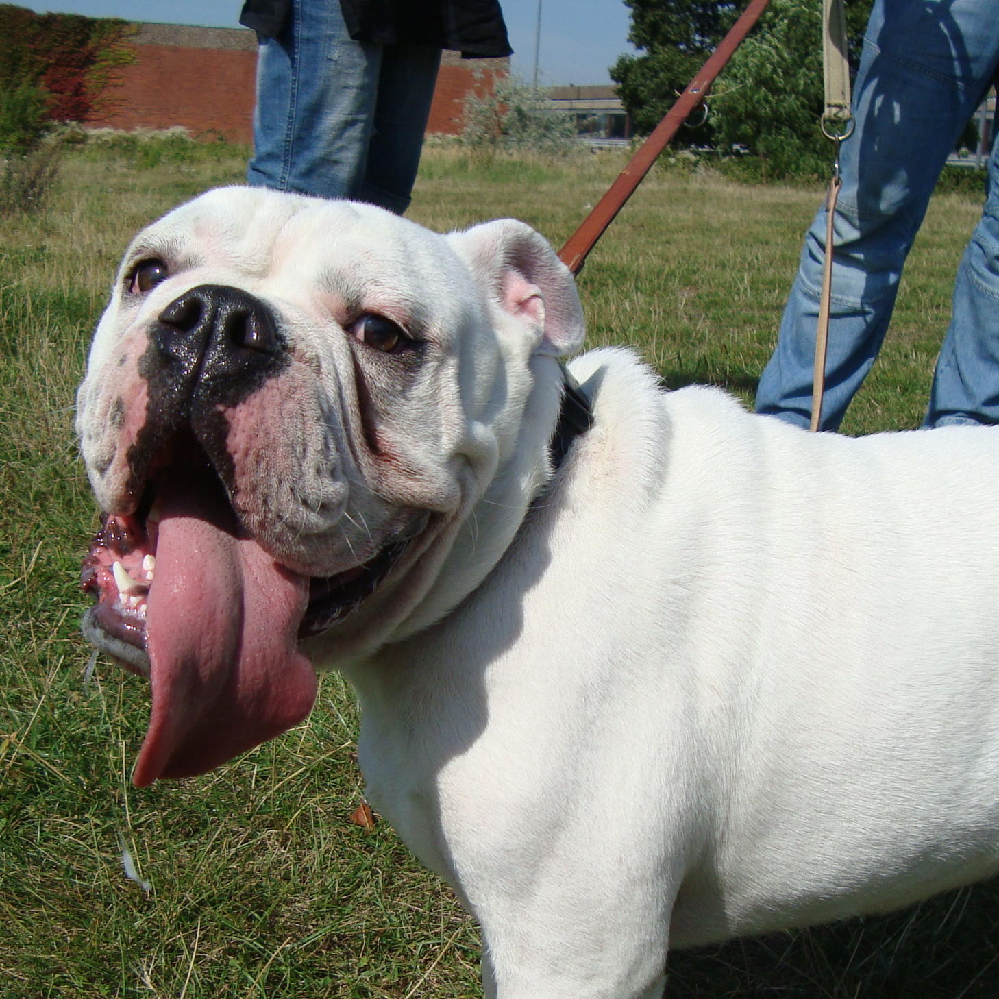 hundeprofi kurt hundeprofi kurt