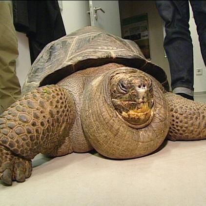 tgschnbrunn schildkrte