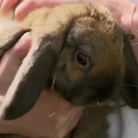 Tiergeschichten3 - VOX - Ausreier Kaninchen Tiergeschichten3 - VOX - Ausreier Kaninchen