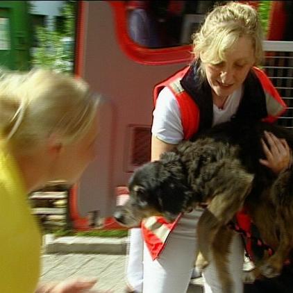 trmnchen fundhund trmnchen fundhund