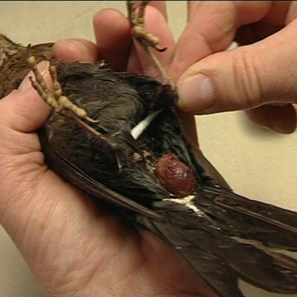 sprechstund1 kloakenvorfall amsel sprechstund1 kloakenvorfall amsel