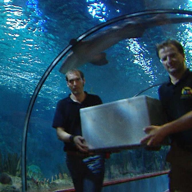 Tiergeschichten3 - VOX- Die Quallen sollen in den Loro Parque einziehen Tiergeschichten3 - VOX- Die Quallen sollen in den Loro Parque einziehen