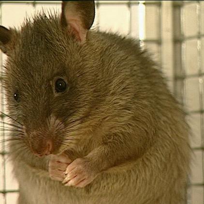 tiergeschichten ratte close