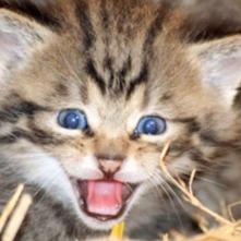 Tiergeschichten4 - Wildkatzen Tiergeschichten4 - Wildkatzen