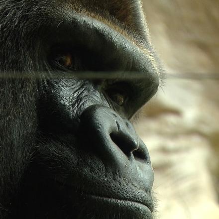Tiergeschichten3 - VOX-DOCMA TV - Reinschmidt informiert ber Gorilla Tiergeschichten3 - VOX-DOCMA TV - Reinschmidt informiert ber Gorilla