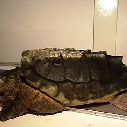 reptilienstation muenchen schildkroete eugenie