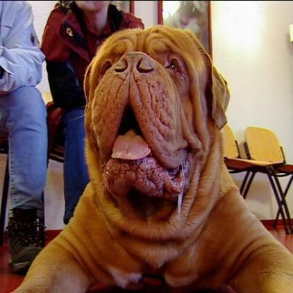 tklüneburg dogge campino