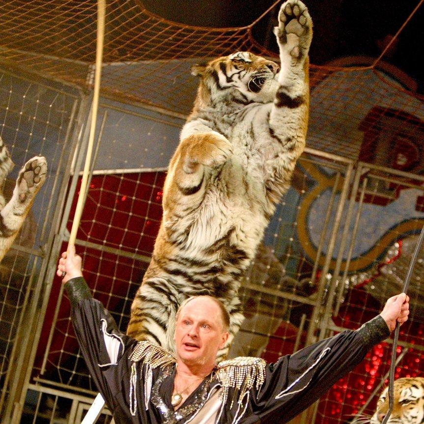 Tiger attackierte Dompteur vor entsetztem Publikum Tiger attackierte Dompteur vor entsetztem Publikum