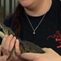 reptilienstation muenchen krokodile reptilienstation muenchen krokodile