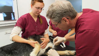 Tierklinik Isernhagen