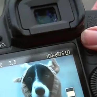 Tiergeschichten3 - Fotoshooting fr Hundeaccessoires