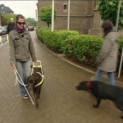 blindenhund janine gutknecht blindenhund janine gutknecht